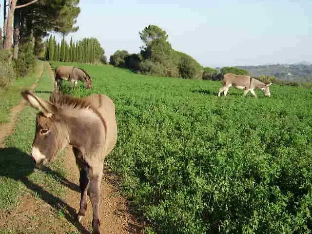 Farm stay Agriturismo Le Serre Riparbella